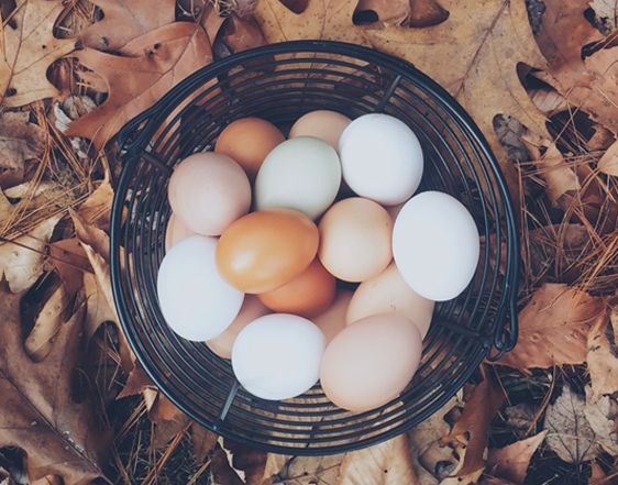 Huevos ecológicos